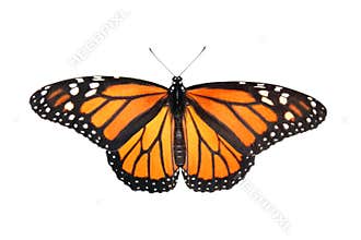 Monarch Butterfly