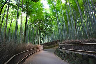 Bamboo forest near Kyoto, Japan