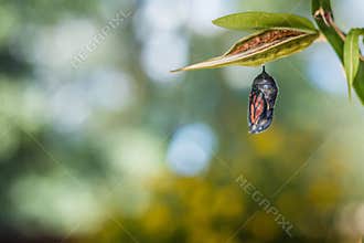 Monarch Butterfly Chrysalis, Danaus Plexppus, on milkweed with jewel tones background