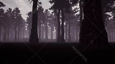 Evening spooky forest 3d realistic footage