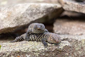 Cunningham`s skink Egernia cunninghami  basking in the sun