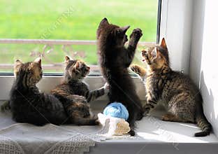 Kittens Playing on Windowsill