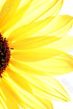 Sun Flower