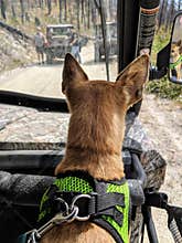 Chihuahua Wearing Harness Riding In A Side By Side ATV
