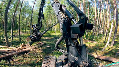 Working machine cuts trees in woods.