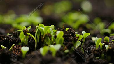 Growing plants in spring timelapse, sprouts germination newborn cress salad plant in greenhouse agriculture