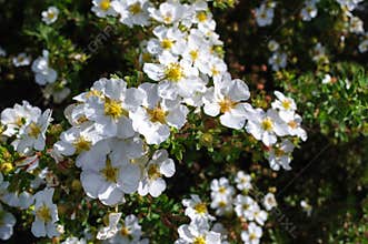 White flowers potentilla fruticosa manchu in the garden.