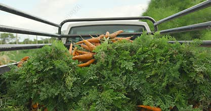 Fresh carrots on organic farm