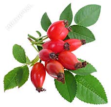 Rose hips