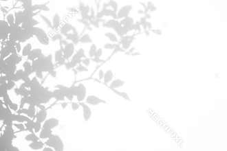 Gray shadow of the wild roses leaves and flowers on a white wall
