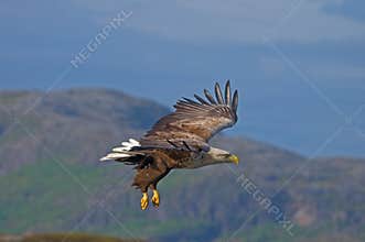 White-tailed eagle