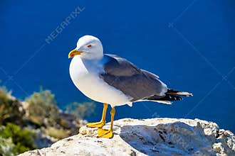 Seagull on high cliff in Calpe Spain. Birdwatching.