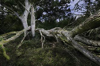 Large Forest tree severly damaged by strong winds