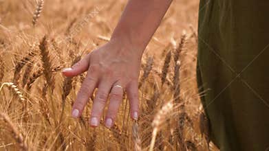 Woman walking through wheat field touching the ears with hand - close up