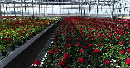 People work in a greenhouse, a greenhouse with flowers, people work with flowers in a greenhouse, growing plants of