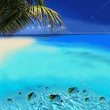 Tropical Fishes