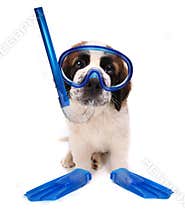 Puppy Wearing Snorkeling Gear on White Background