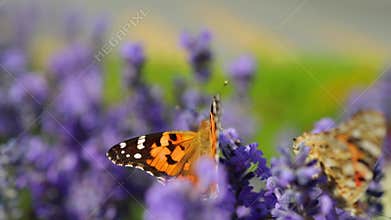 Lavender flowers in field with flying butterfly