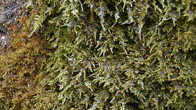 Moss in the fountain to make animals drink
