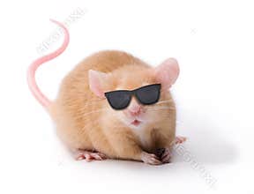 Blind Mouse Glasses Sunglasses