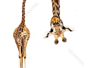 Giraffe with long head look upside down on white
