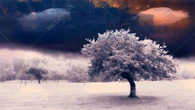 Mystic trees
