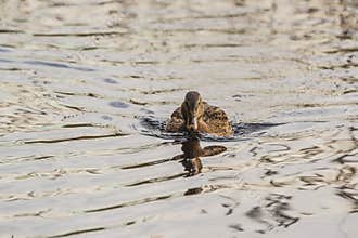 Swimming Mallard