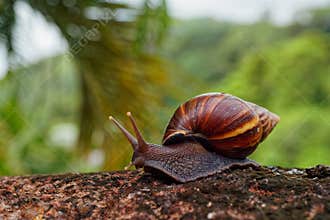 Giant African Land Snail - Achatina fulica large land snail in Achatinidae, similar to Achatina achatina and Archachatina