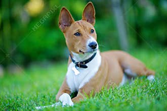 Basenji