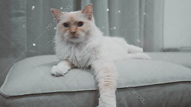White Ragdoll Flamepoint playful fluffy cat looking at the camera blue eyed on coach sofa bed with flashing lights behind closeup