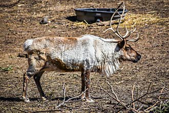 Caribou with Full Rack of Antlers