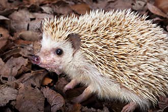 Pygmy hedgehog