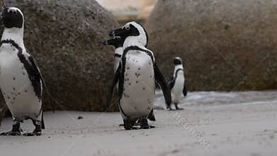 African penguin cleans feathers with beak.