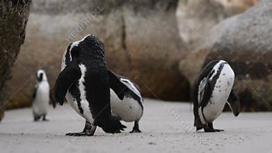 African penguin cleans feathers with beak.