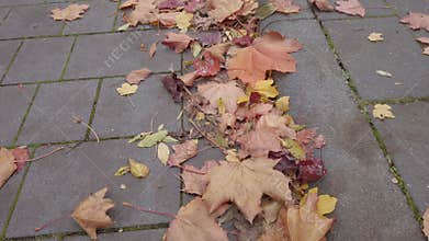 Defoliation autumnal time, fallen leaves are lying on the paved sidewalk