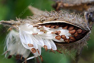 Milkweed Seed Pod Exploding Seeds Close up