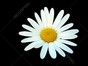 White daisy isolated on black background