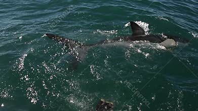Great white shark.  Shark attacks the bait, slow motion. Scientific name: carcharodon carcharias. South africa