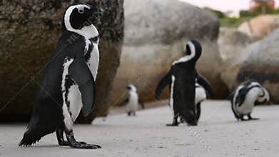 African penguin cleans feathers with beak.