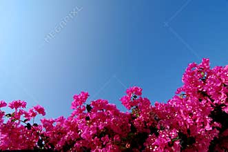 Bright Pink Bougainvillea