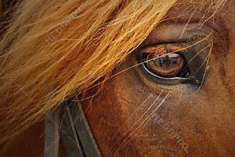 Horse closeup
