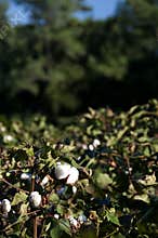 Cotton Bolls