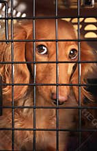 Dog in a cage.