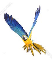 Bright ara parrot flying