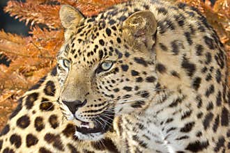 Amur leopard