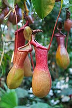 A bush of a carnivorous plant pitcher in the wild, close-up.