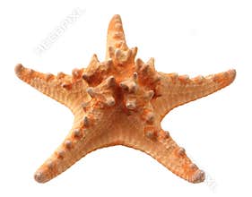 Starfish