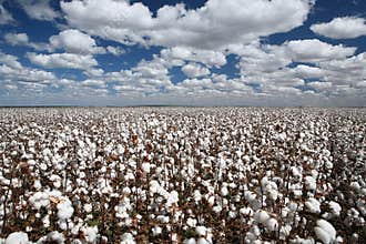 Cotton fields