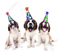 Singing Saint Bernard puppies with birthday