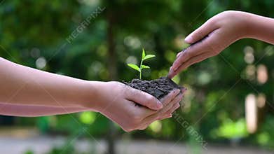 People are planting trees in their hands. There are trees, ideas for nature and environment conservation